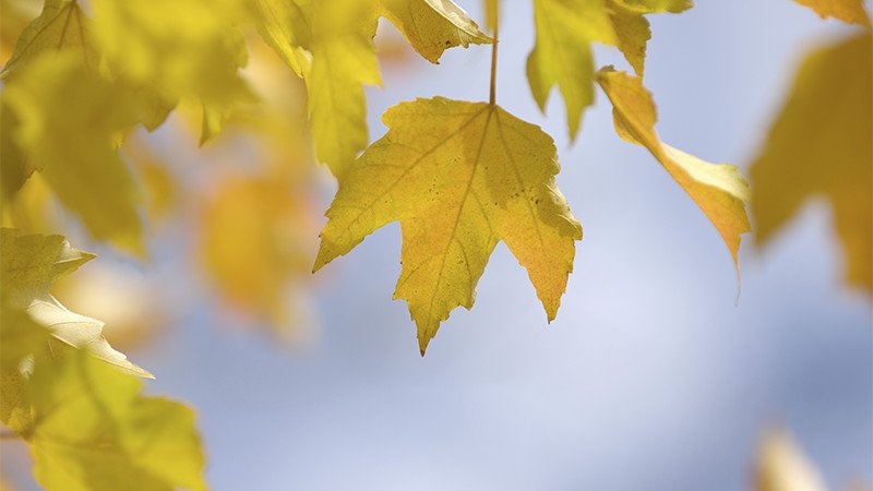 2つの季節 にさらされる9月の肌 Decencia ディセンシア 公式サイト