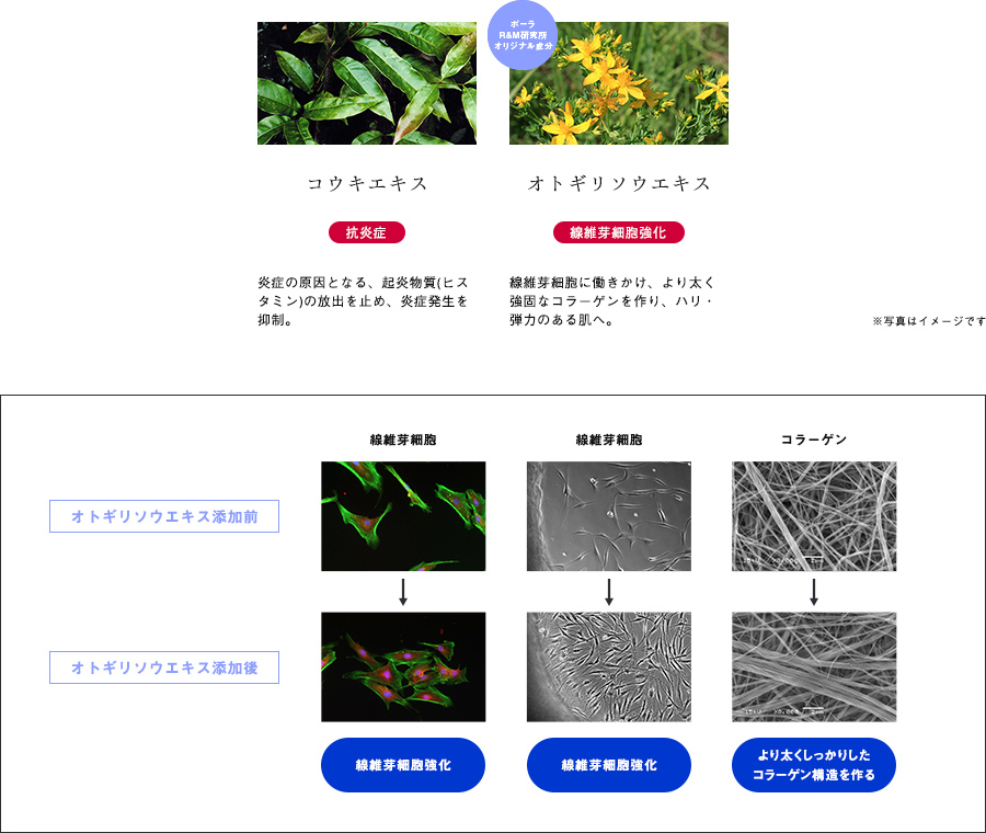 線維芽細胞に働きかけ、より太く強固なコラーゲンへ