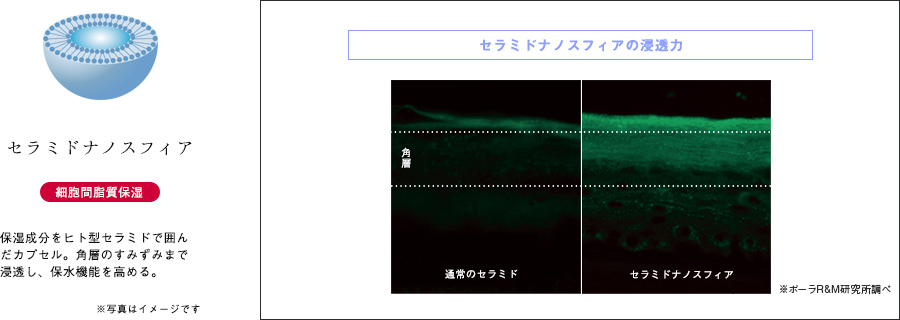 敏感肌に不足しているセラミドを補給し、うるおいのある肌へ