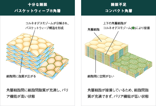 「睡眠不足」による肌荒れの原因を新解明。十分な睡眠の際に得られる輝きのある肌へ