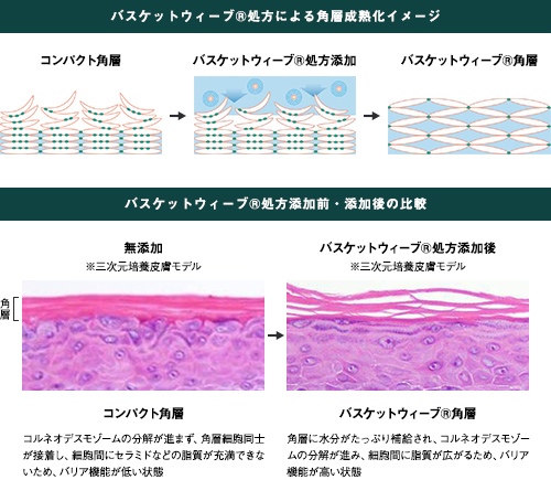 「睡眠不足」による肌荒れの原因を新解明。十分な睡眠の際に得られる輝きのある肌へ