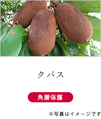 クパス