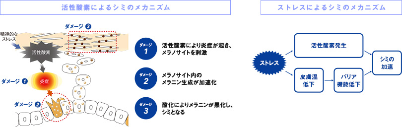 ストレスによるシミのメカニズムに対応