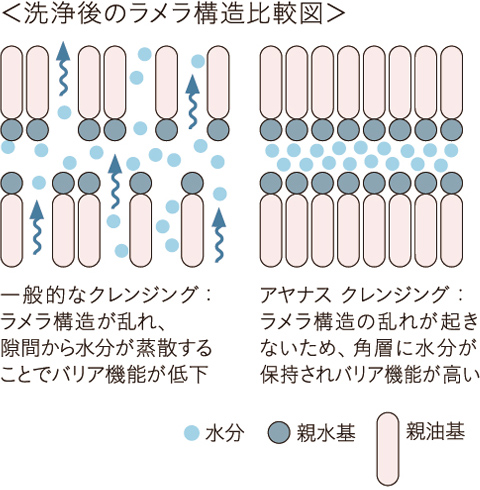角層のラメラ構造を安定化し、必要なうるおいは残す