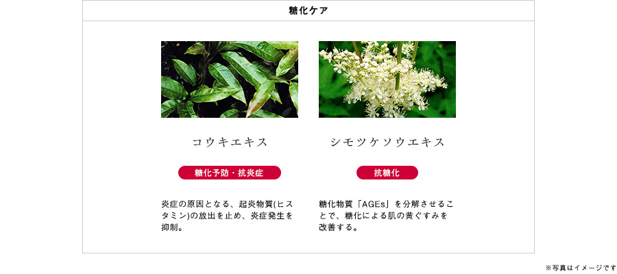 美しさ溢れる肌へ