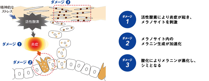 「活性酸素」によるシミができるメカニズム