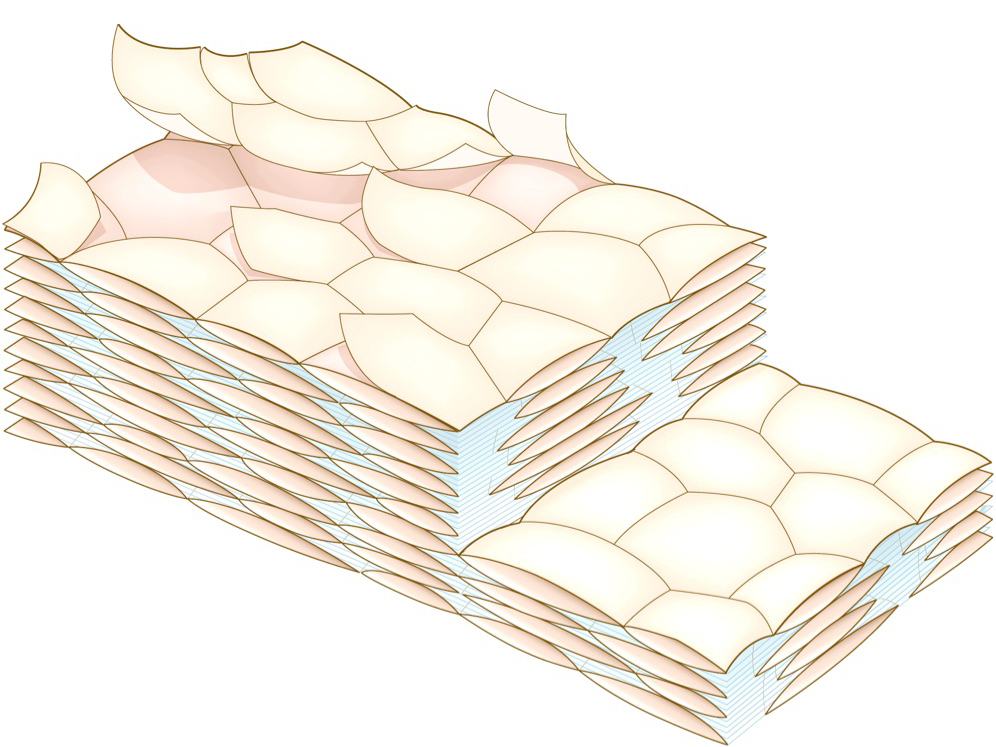 睡眠不足 コンパクト角層