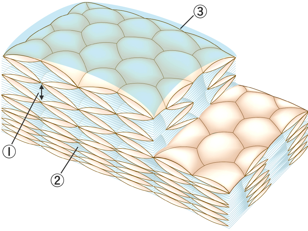 十分な睡眠 コンパクト角層