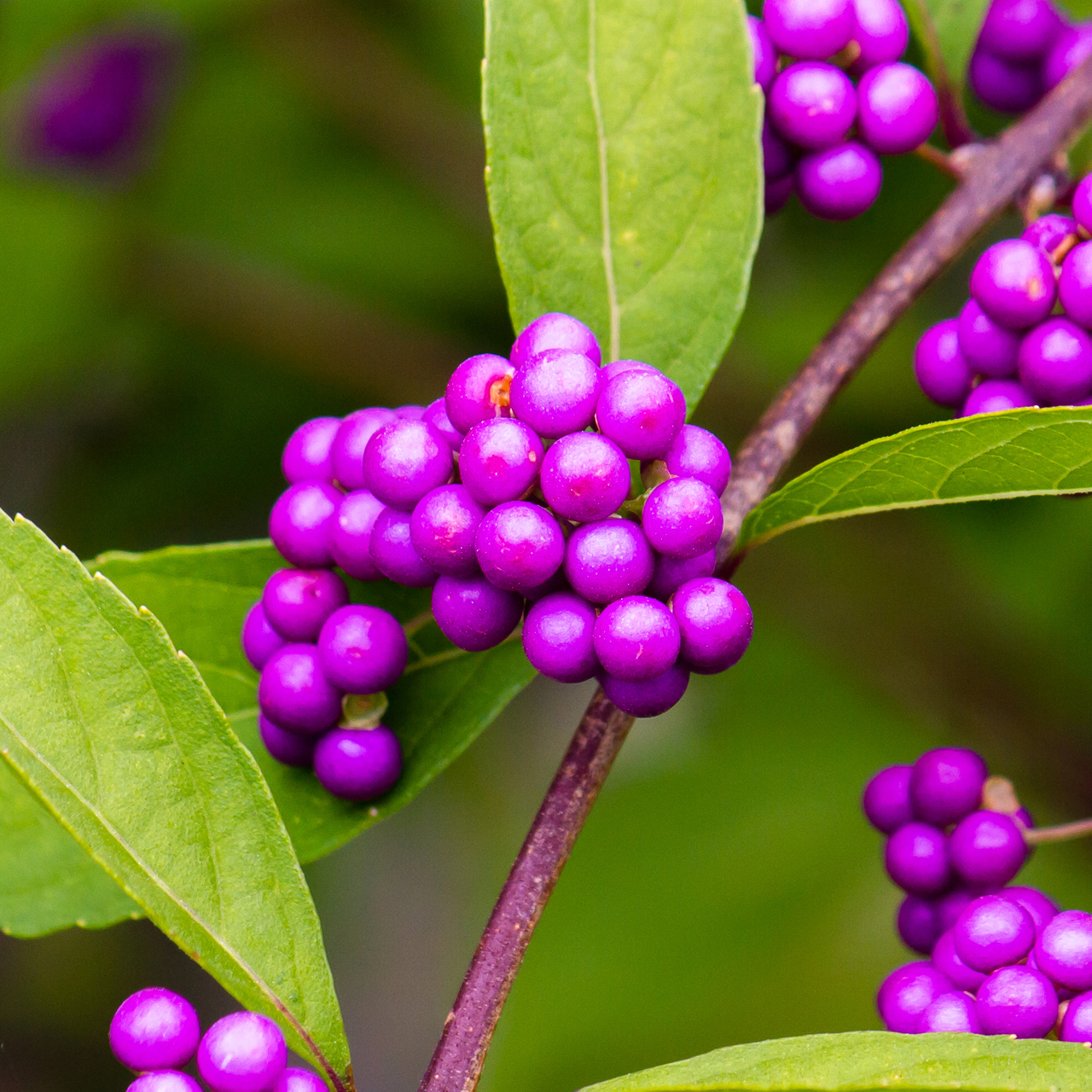 ムラサキシキブエキス