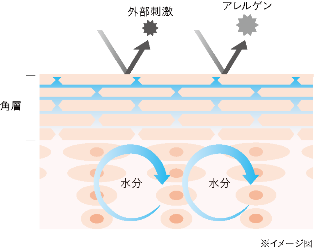 敏感肌のケアはエイジングケアにもつながる。その理由は「角層」。