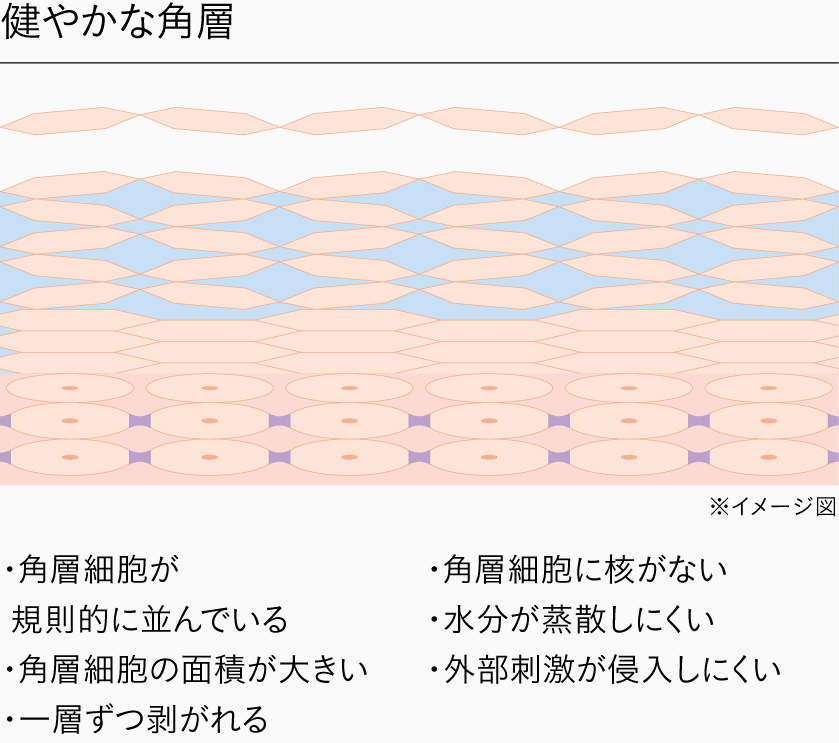 健やかな角層