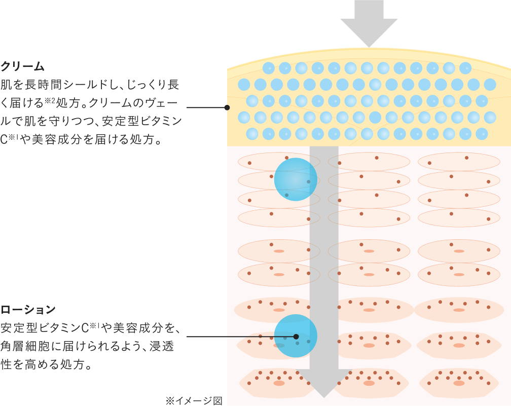 ビタミンC誘導体や美容成分を、肌の奥（角層）に届けられるよう、浸透性を高める処方。