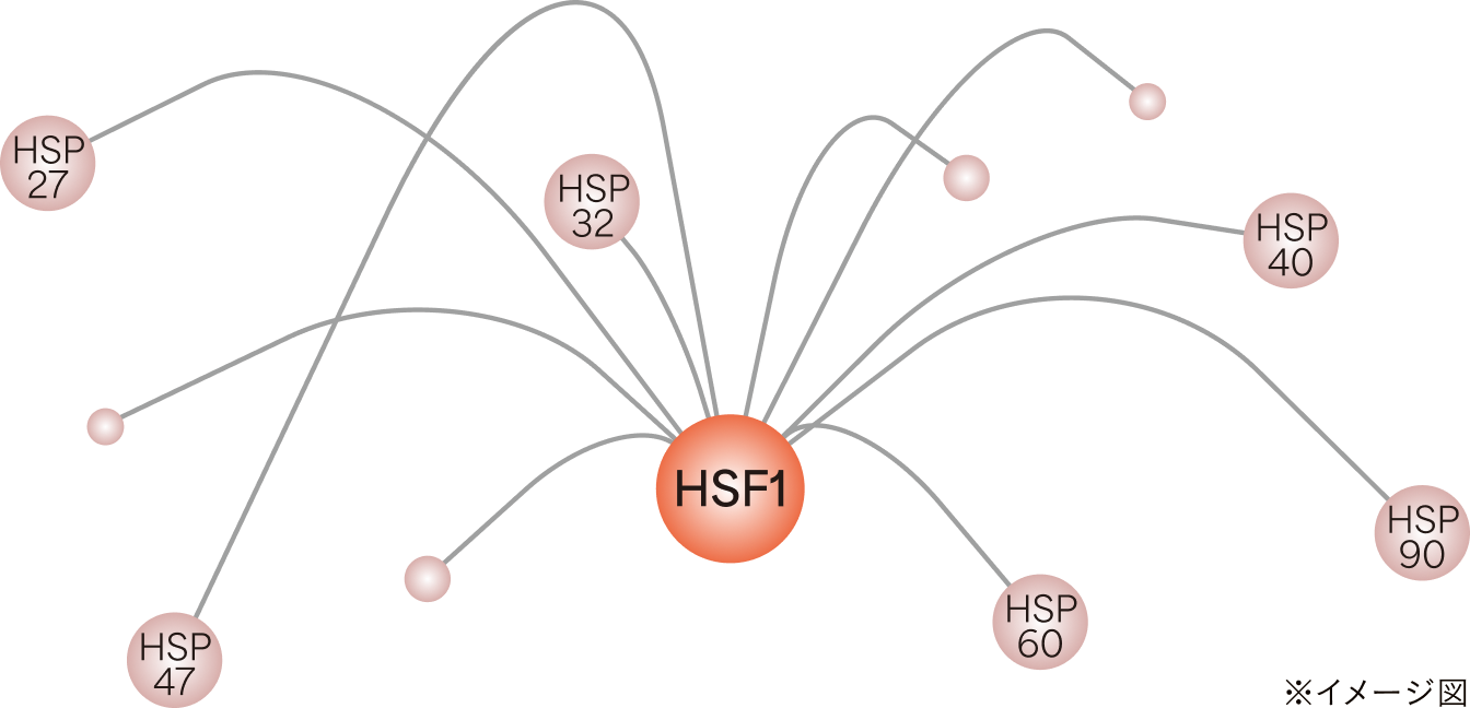 美しさの司令塔「HSF1」に着目