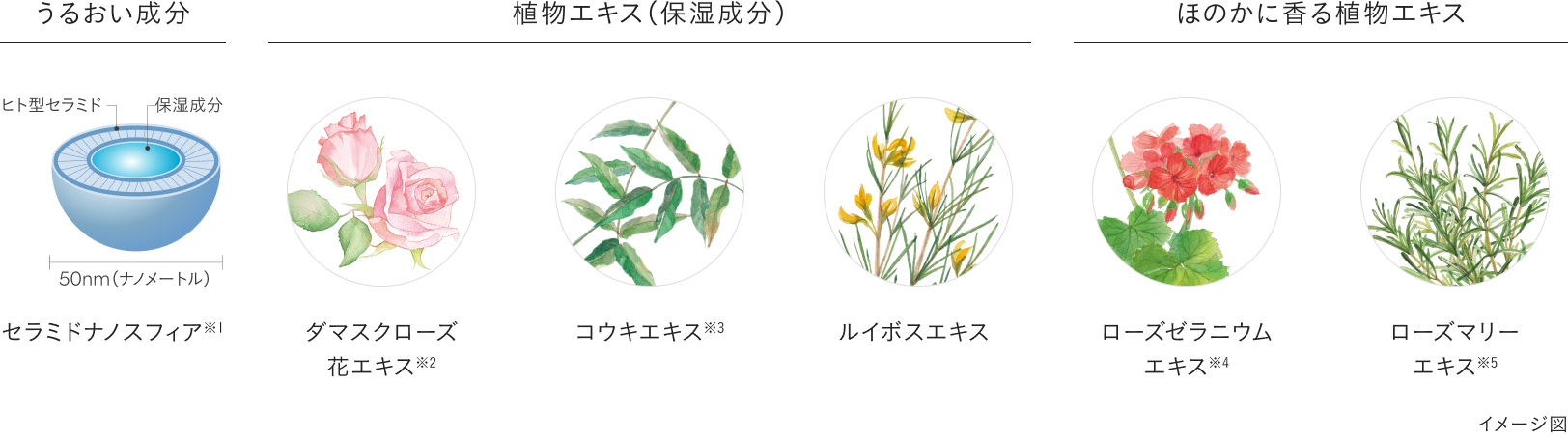ディセンシアシリーズ共通成分も配合​