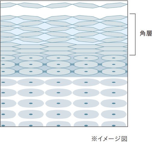 健やかな角層