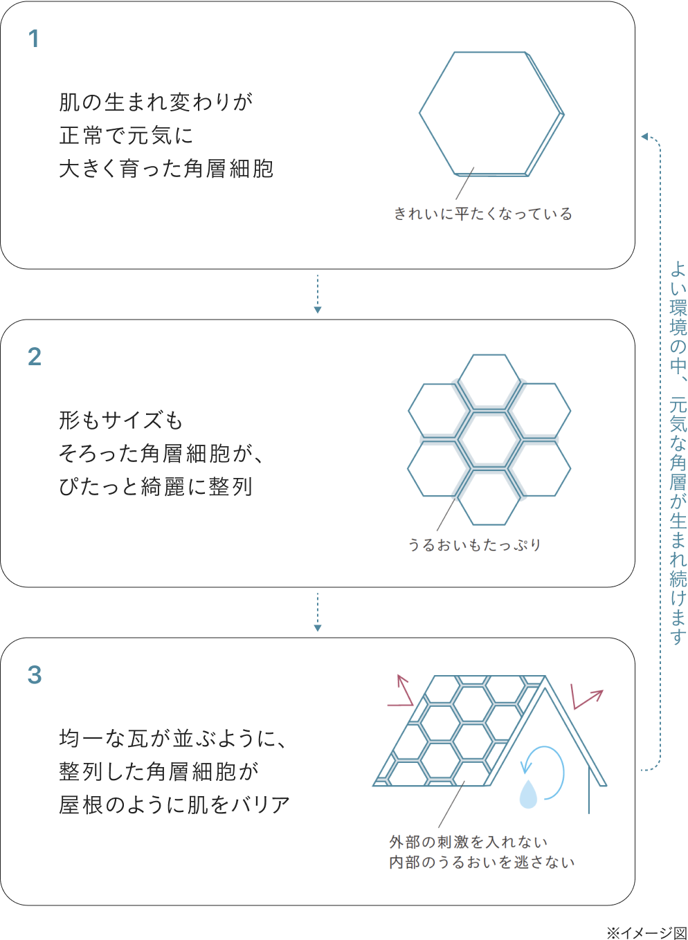 健やかな角層