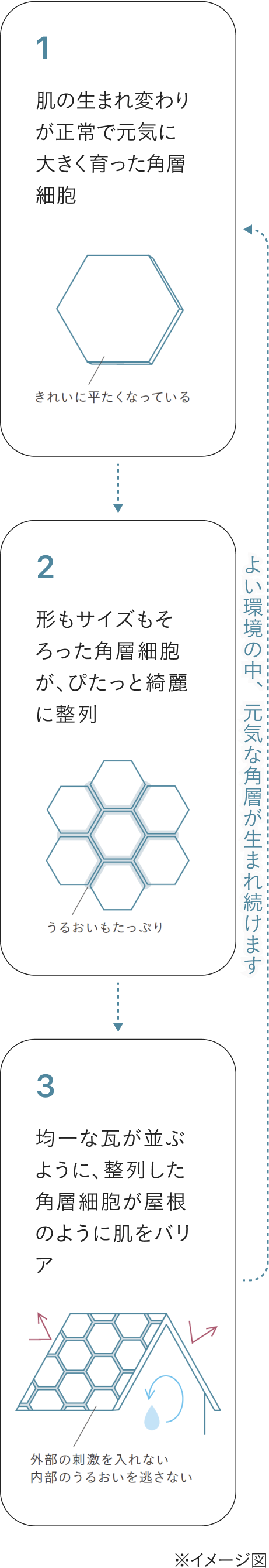 健やかな角層