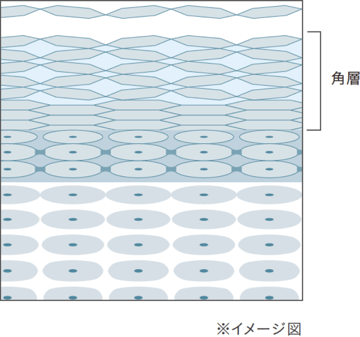 乱れた角層とは？