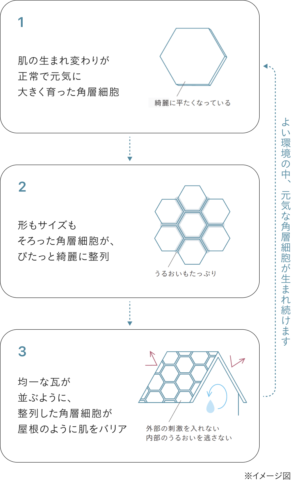 整った角層とは？