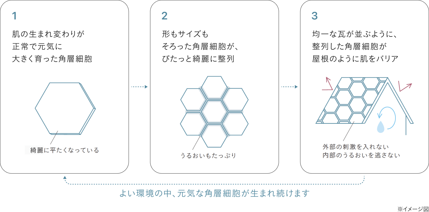 整った角層とは？