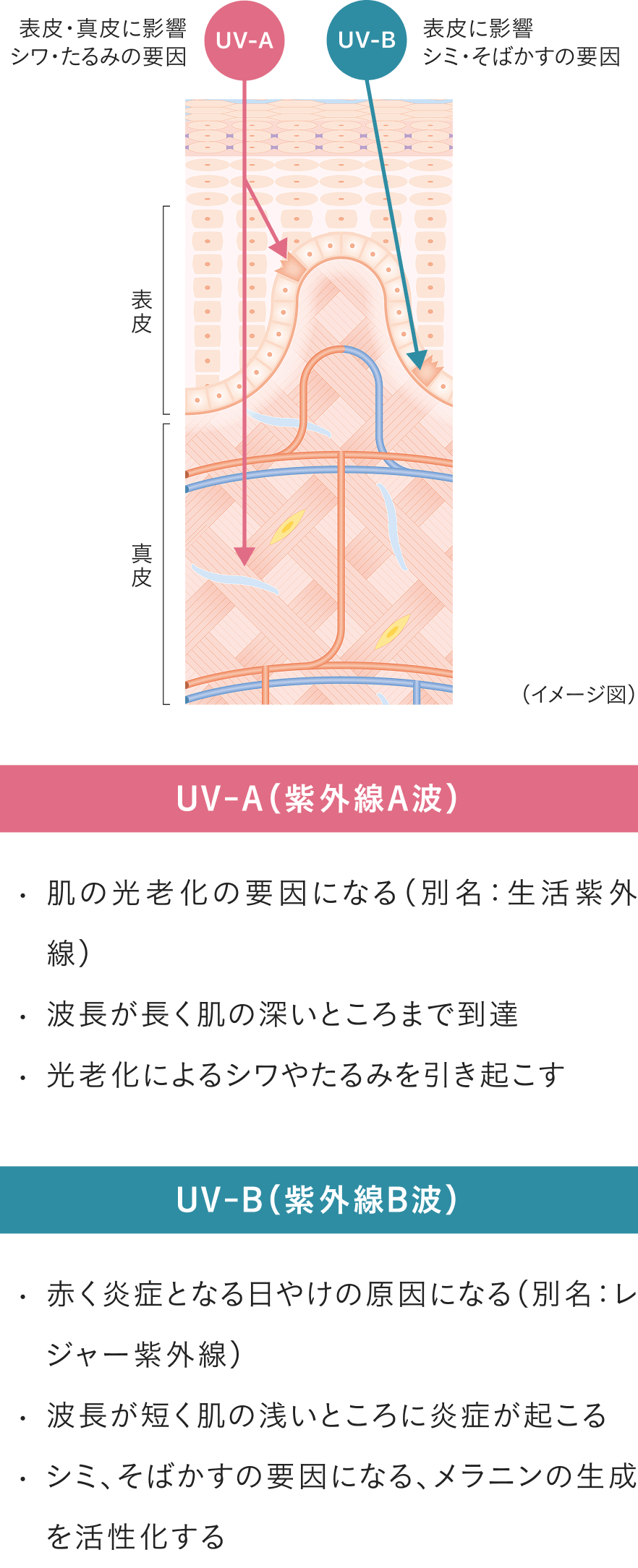 シワ・たるみの要因UV-A、シミ・そばかすの要因UV-B