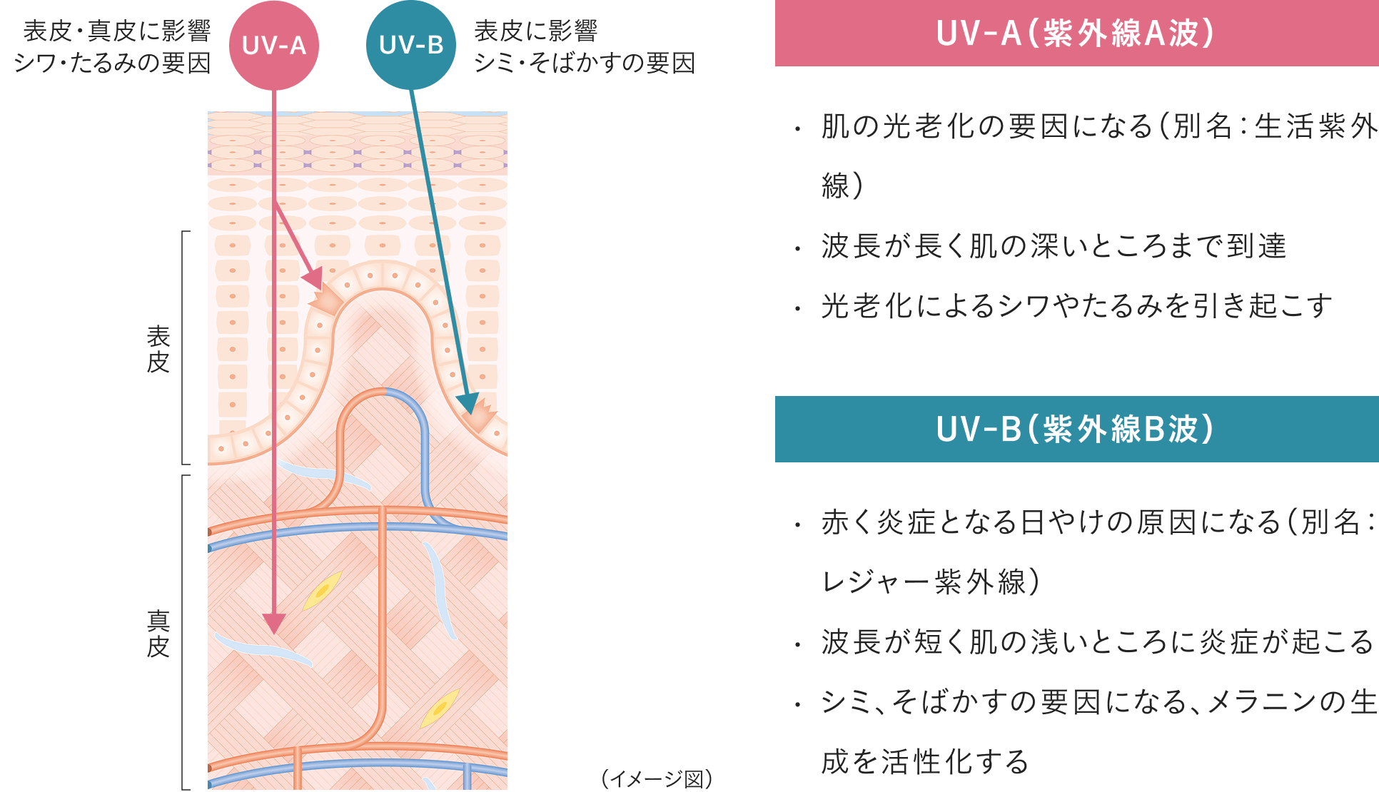 シワ・たるみの要因UV-A、シミ・そばかすの要因UV-B