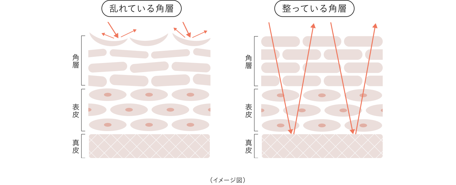 表面がなめらかに整うと、肌の奥まで光が届いてきれいに反射できるため透明感※のある肌に