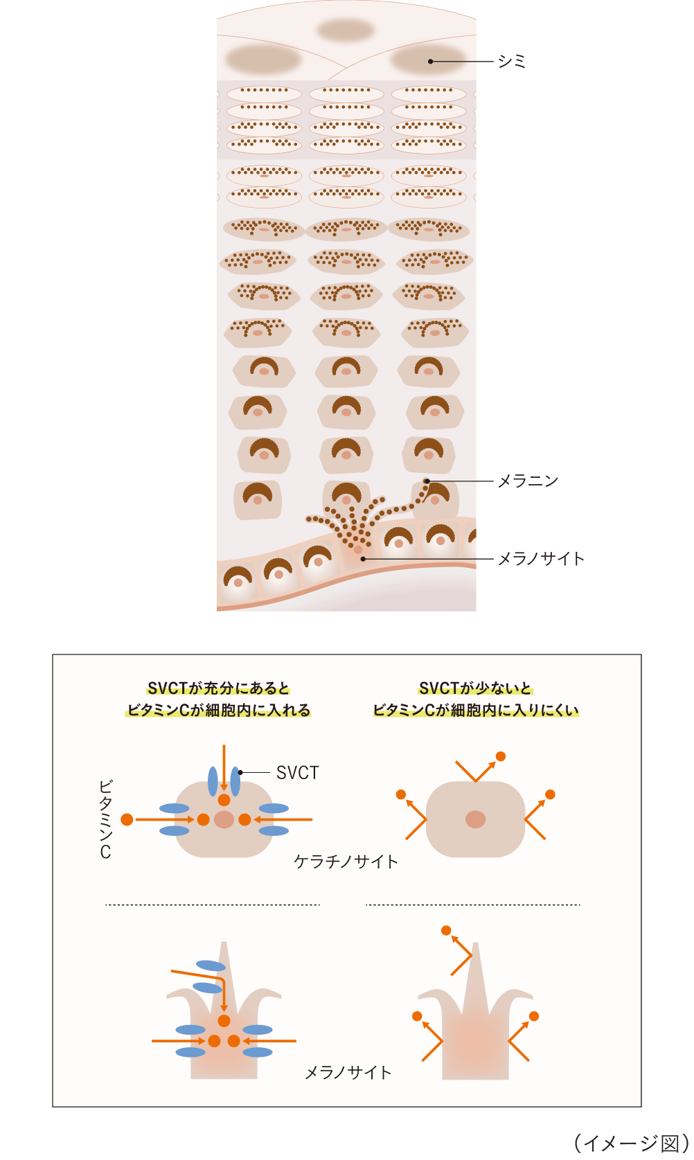 ビタミンC吸収の鍵を握るSVCT（ビタミンCトランスポーター）
