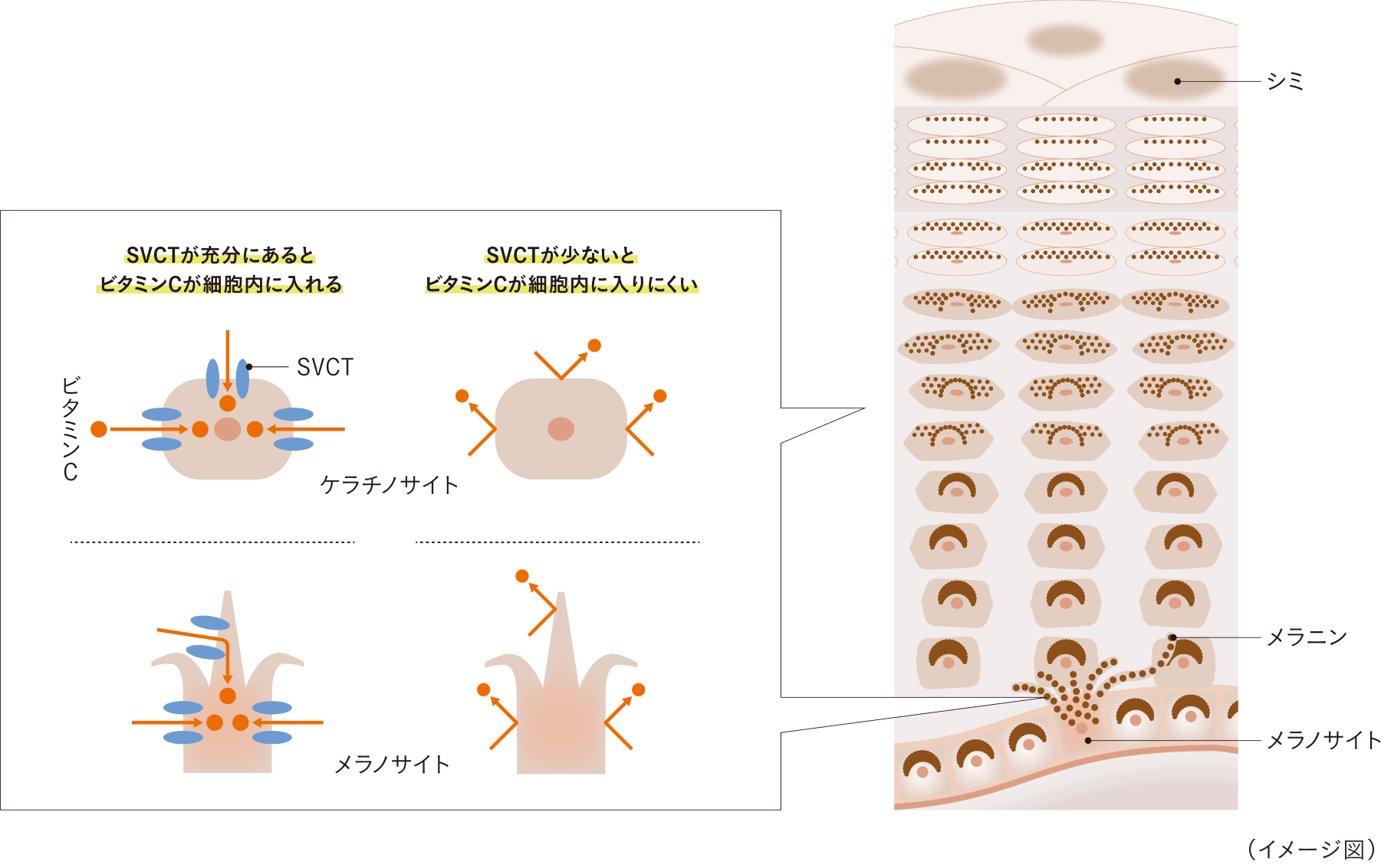 ビタミンC吸収の鍵を握るSVCT（ビタミンCトランスポーター）