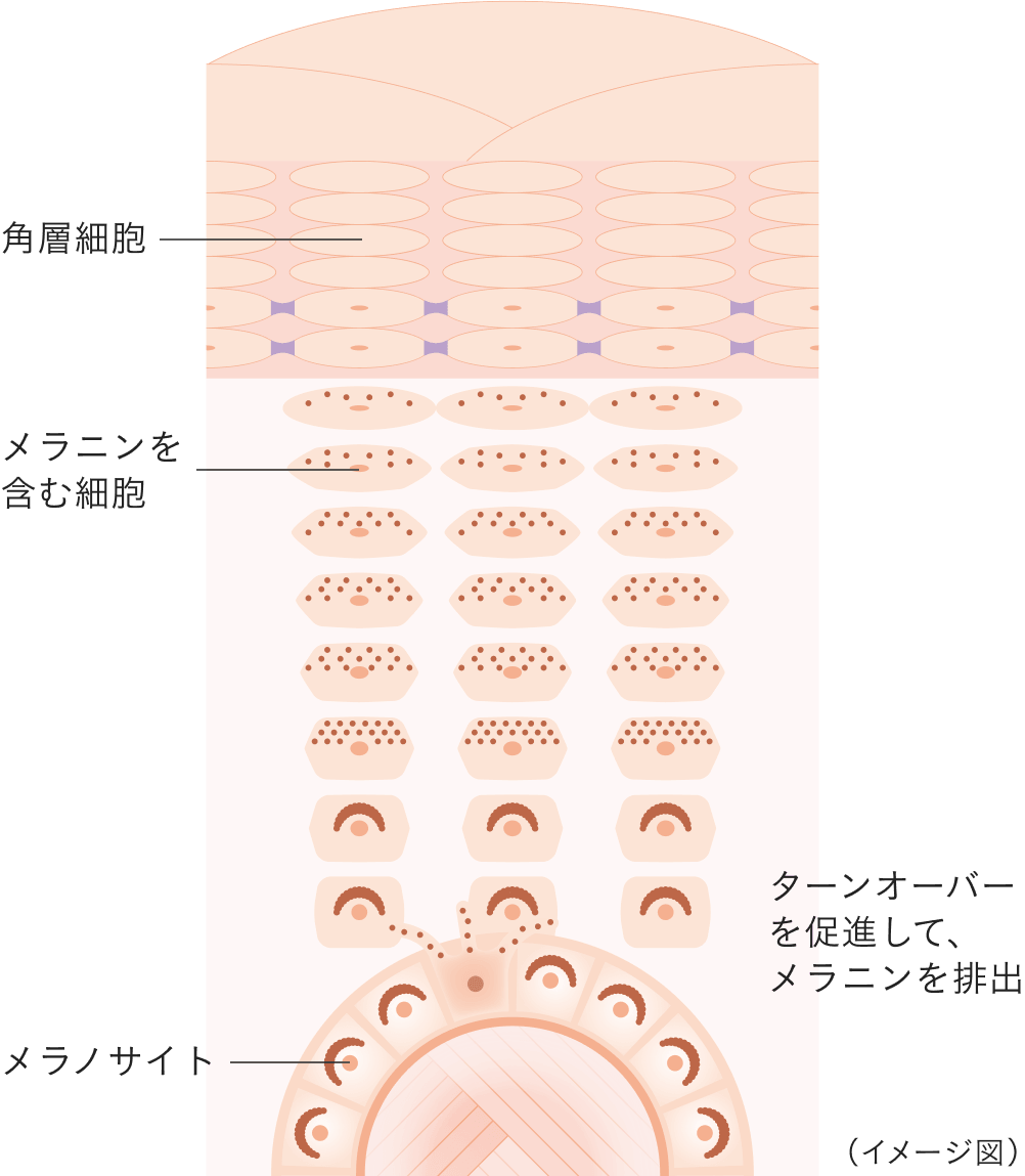 メラニンは悪者なの!？まずはシミのメカニズムをレクチャー