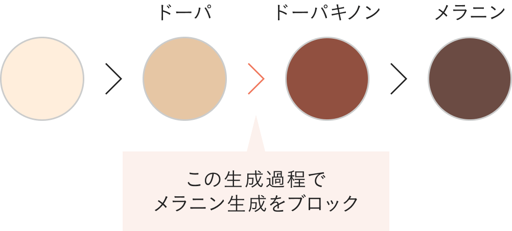 メラニンが黒化するプロセスにアプローチ