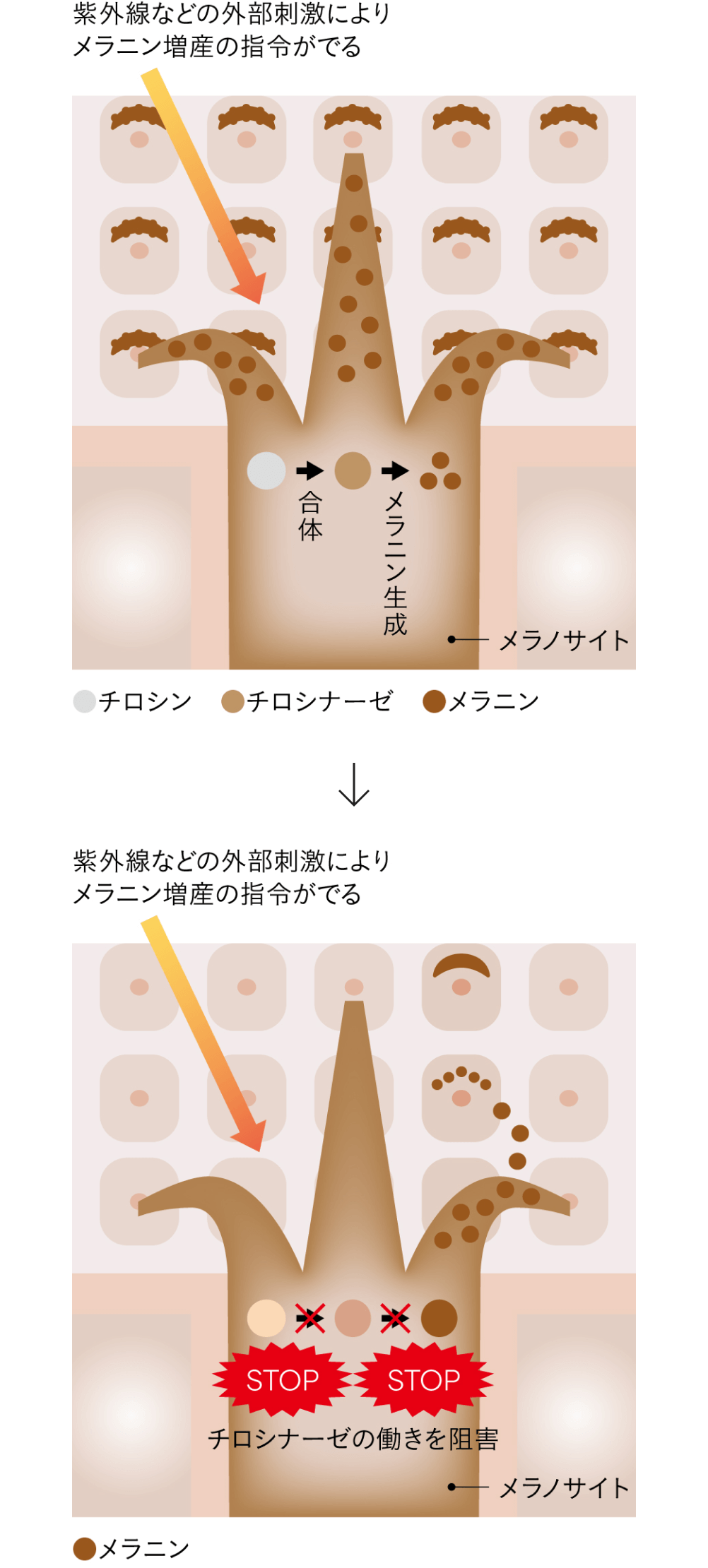 シミ・そばかすの予防に アルブチン