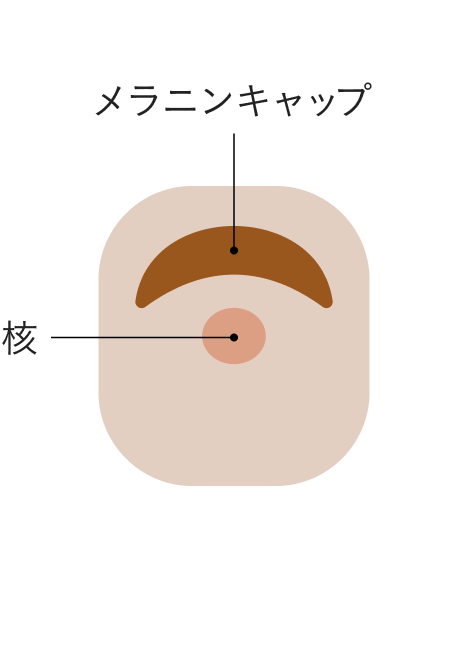 シミの元、メラニンは悪者？