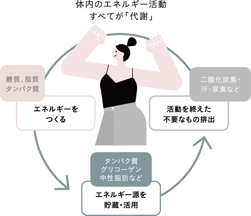 注目すべきは「代謝」