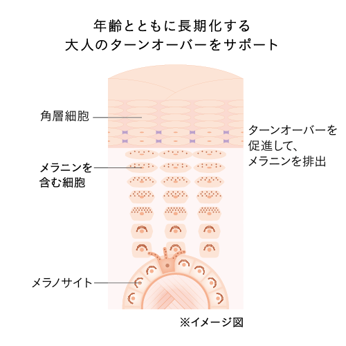 表皮のターンオーバー促進