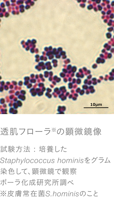 透肌フローラ※（S.hominis）の顕微鏡像