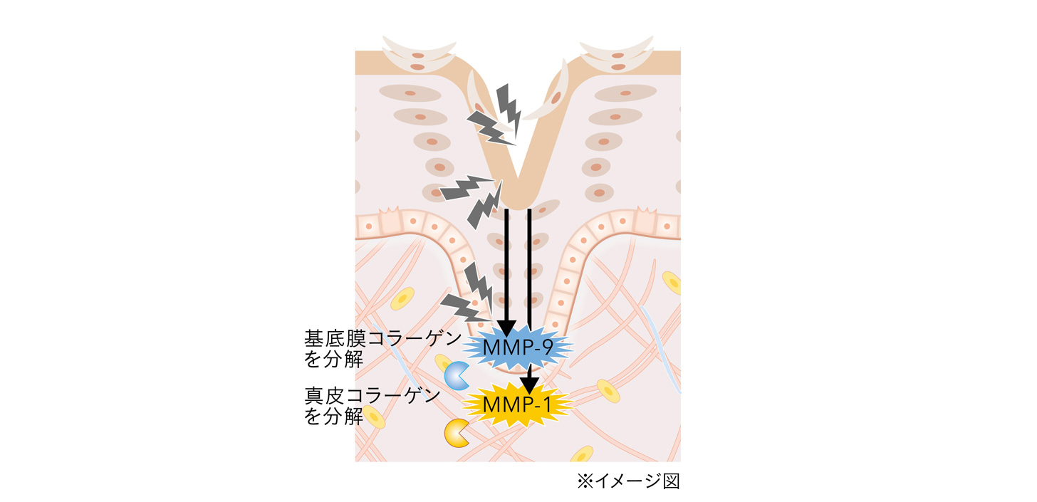 真皮が壊れる