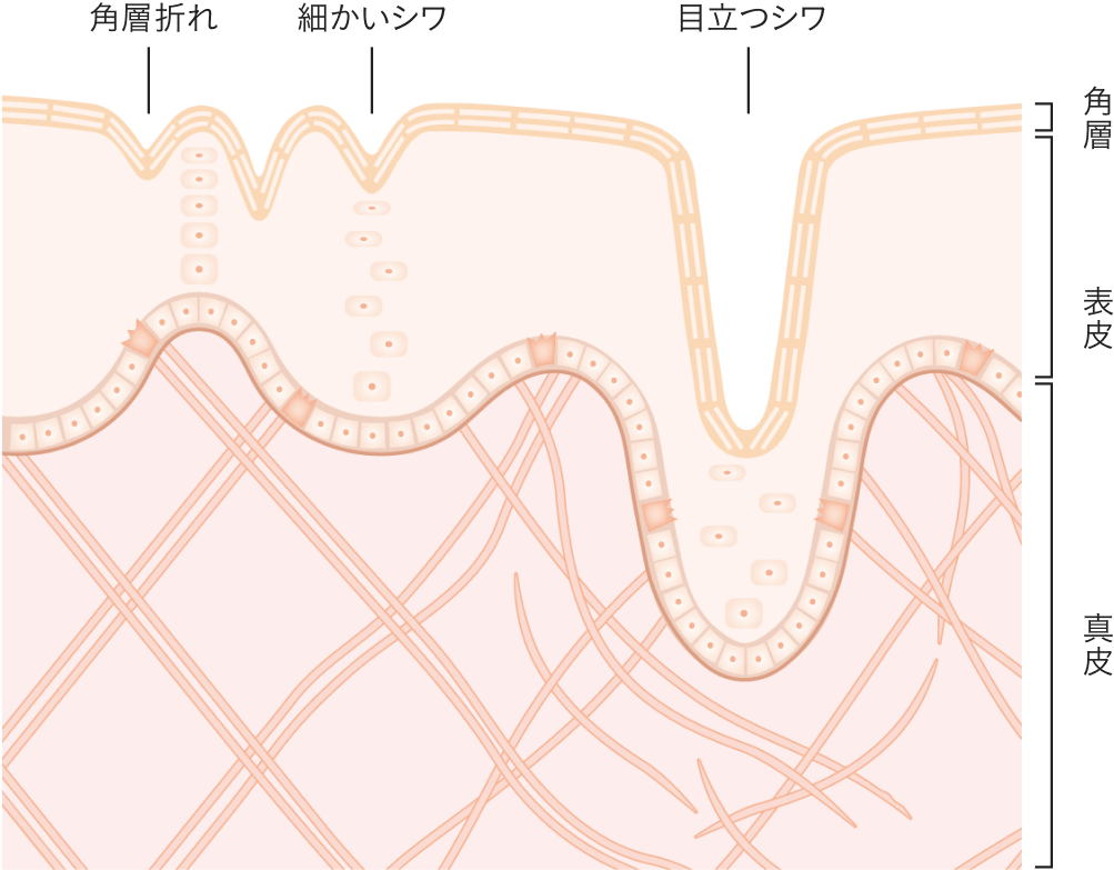 シワこそ、部分ケアより全顔ケア