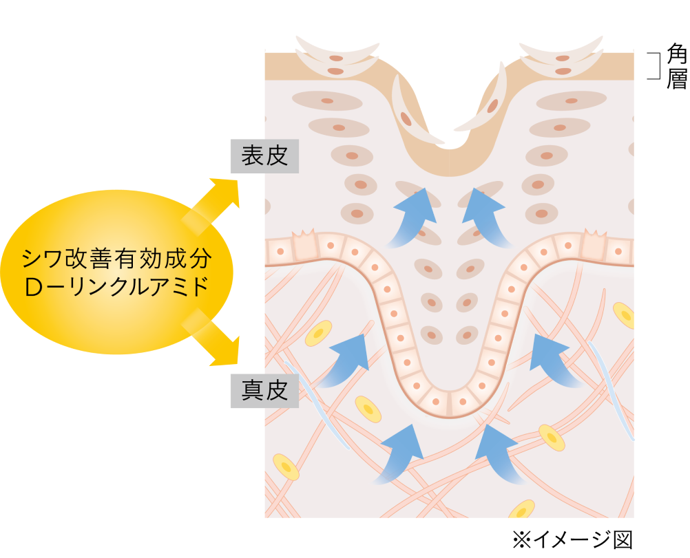 シワ改善有効成分「Dｰリンクルアミド」