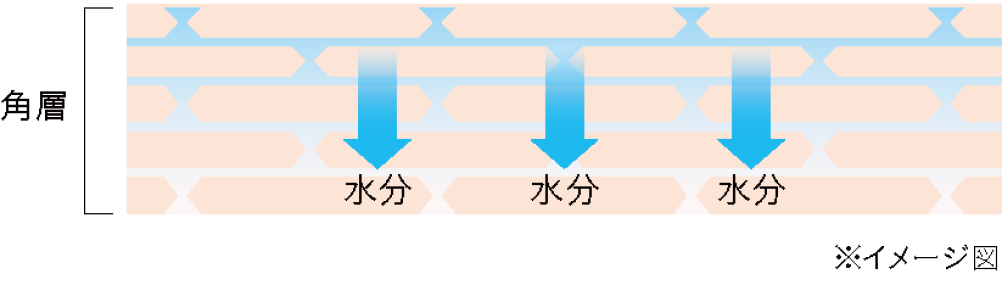 Step 2 角層にうるおいを与える