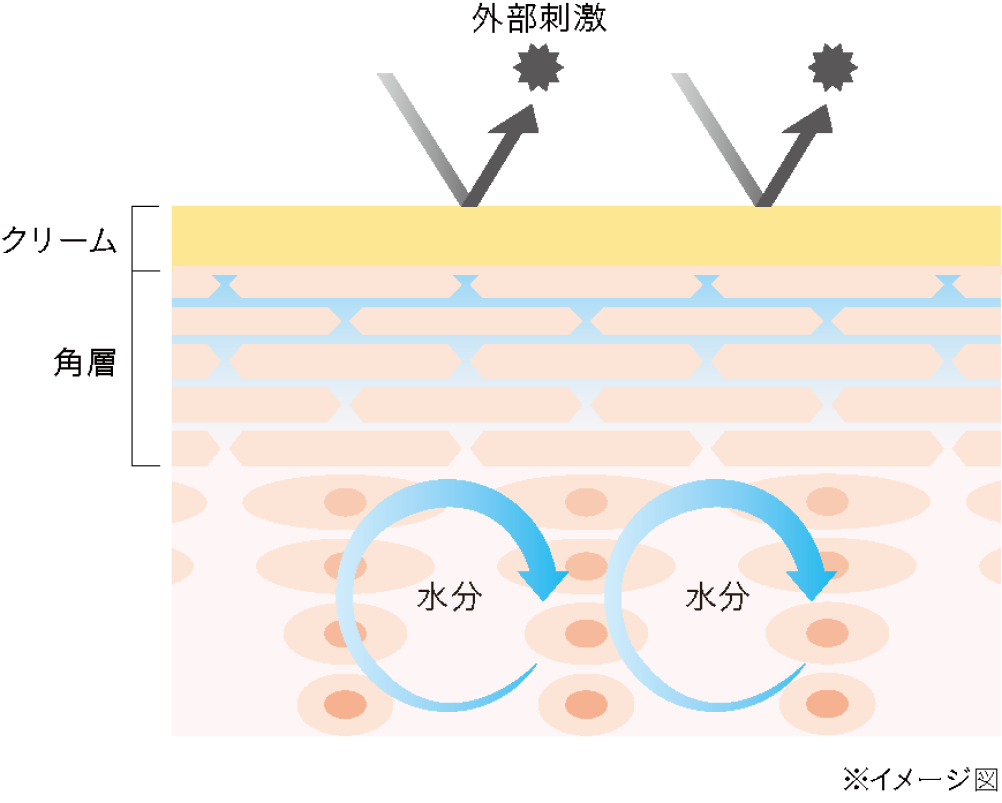 Step 3 クリームが角層のお手本をつくる