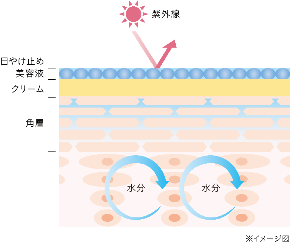 Step 4 角層を紫外線から守る