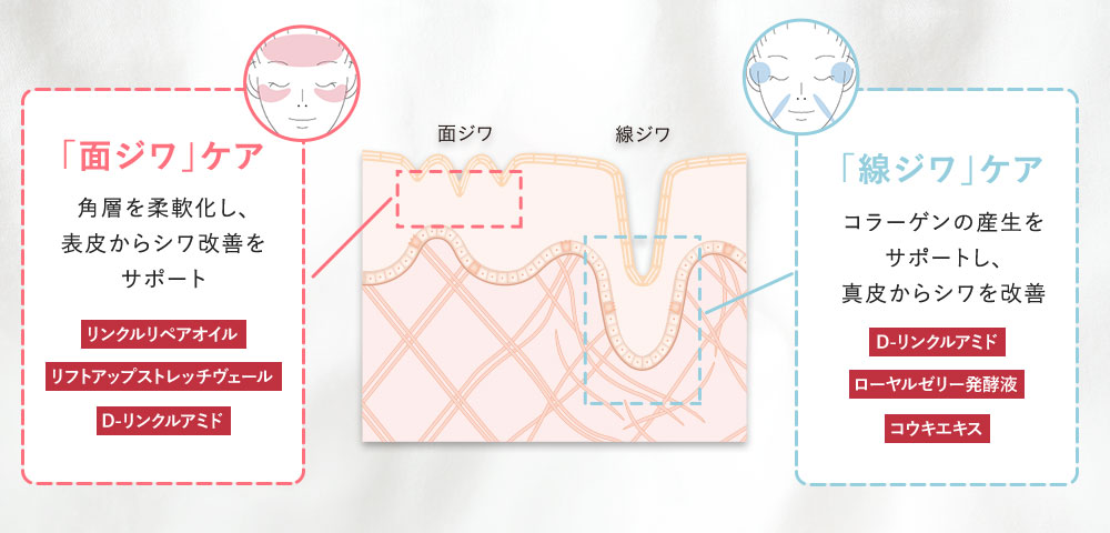 「面ジワ」ケア 角層を柔軟化し、表皮からシワ改善をサポート 「線ジワ」ケア コラーゲンを産生し、真皮からシワを改善