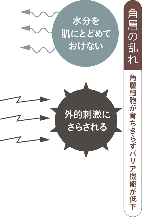 角層細胞が育ち切らずバリア機能が低下